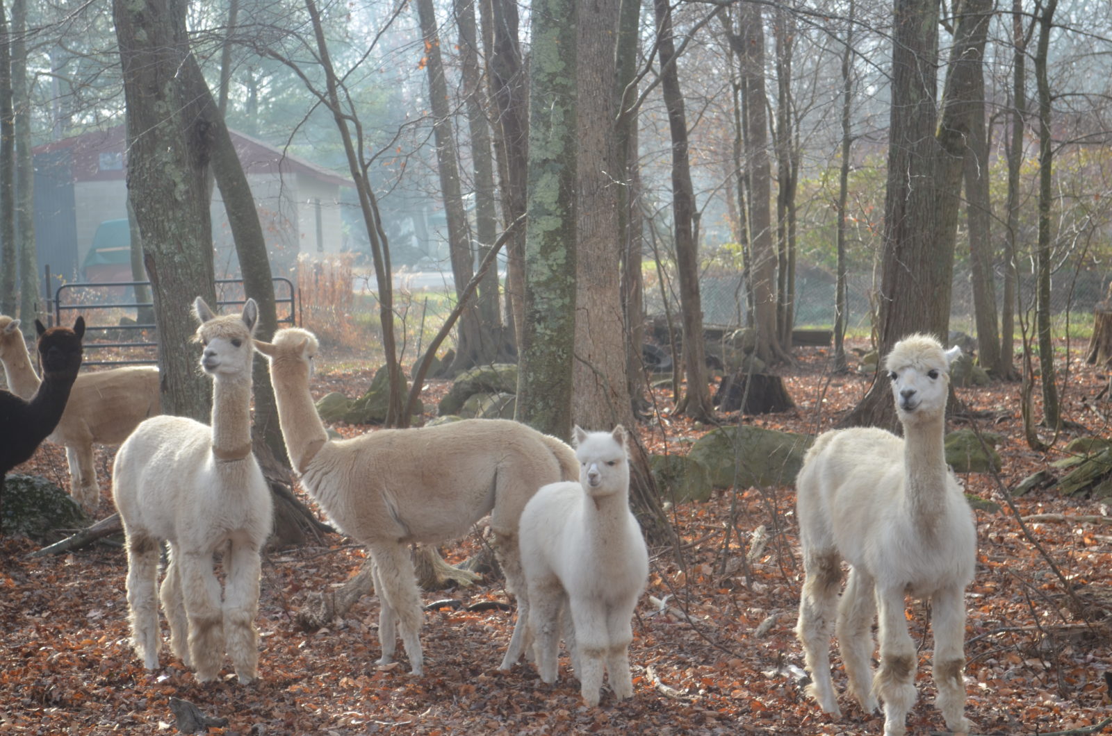 The Pack KaveRock Alpaca Farm » Rehoboth, MA